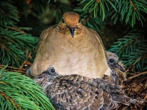 How Do Pigeons Feed Their Babies? (When Do Parents Stop + FAQ’s)