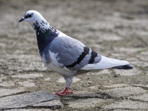 What Do Pigeons Like To Eat? (Do They Like People Food? + FAQ’s)