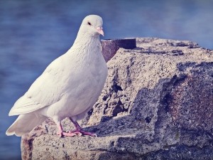 How Do Pigeons Sleep? (How, When, Where + For How Long + FAQ’s)