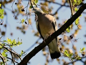 Where Do Pigeons Go At Night? (Answered + FAQ’s)