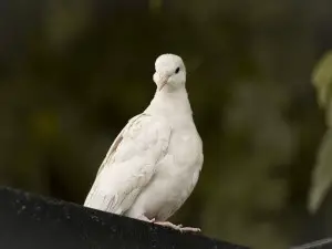 When Do Pigeons Leave The Nest All You Need To Know Critter Clean Out