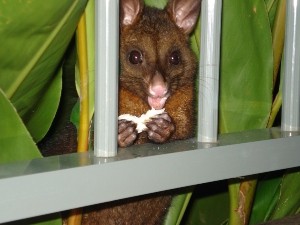 Do Possums Eat Kittens? (Why You Should Be Worried + FAQ’s)