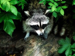 Do raccoons eat fish? Do they like it?