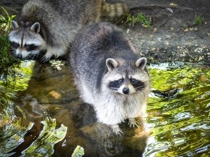 What Can Raccoons Not Eat? (13 Foods + FAQ’s)