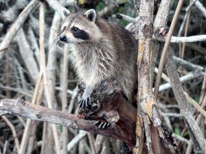 Where Do Raccoons Go During The Day? (17 Racoon Hideaways)