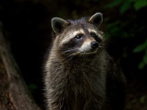 When Do Raccoons Come Out? (Will It Attack You + FAQ’s)