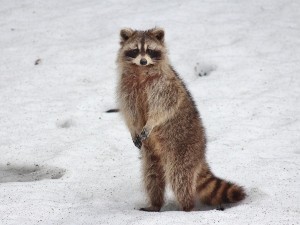 What Do Raccoons Eat In Winter? (Answered)