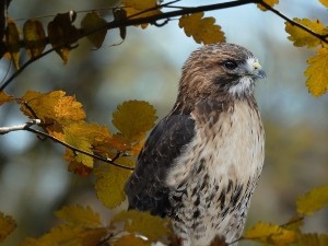 Where do sparrow hawks nest? and why