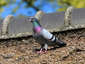 When Do Pigeons Lay Eggs? (How Many, How Often + FAQ’s)