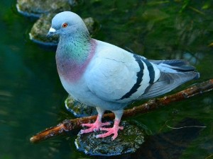 Why Do Pigeons Make Noise? (Reasons Why + FAQ’s)