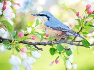 Can birds eat eggs? Do they like them?