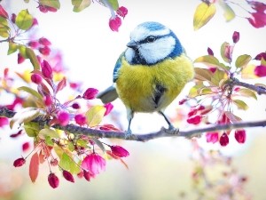 Can Birds Eat Celery? (Do They Like It? + FAQ’s)