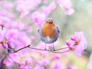 Can Birds Eat Cucumber? (A Guide + FAQ)