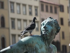 How Do Pigeons See? (Field Of Vision, Colors + FAQ’s)