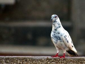 When Do Baby Pigeons Start To Fly? (A Guide + FAQ’s)