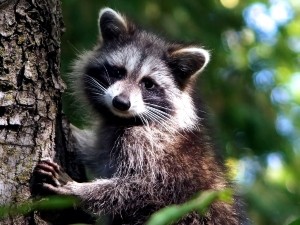 When Do Raccoons Mate? (How, Where + With Cats?)