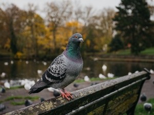 Why Do Pigeons Attack Humans? (A Guide + FAQ’s)