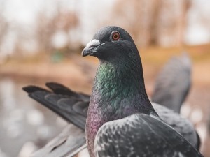 What Do Pigeons Like To Play With? (A Guide + FAQ’s)
