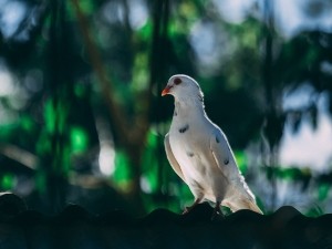 What Do Pigeons Do For The Environment? (A Guide+ FAQ’s)