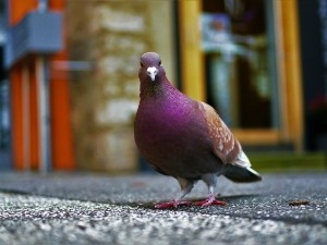 What do pigeons eat in summer?