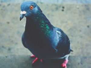 Why Do Pigeons Have Red Feet? (The Interesting Reason + FAQ’s)