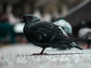 Why Do Pigeons Puff Up Their Chest? (A Guide+FAQ’s)