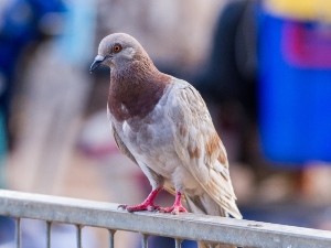 How do pigeons lay eggs?