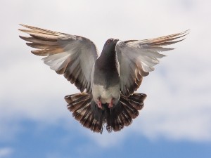 Why Do Pigeons Make Noise When They Fly? (Why They Coo + FAQ’s)
