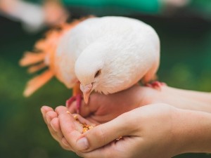 What do carrier pigeons eat?