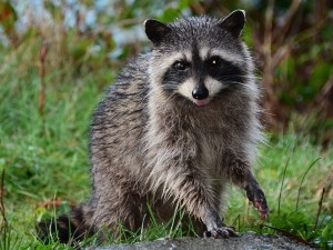 Why do raccoons tear up lawns?