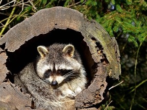 Why are raccoons nocturnal?