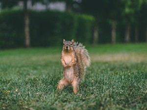 Why Do Squirrels Tease Dogs? (A Guide + FAQ’s)