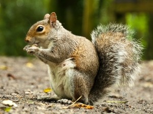 How do squirrels breathe?
