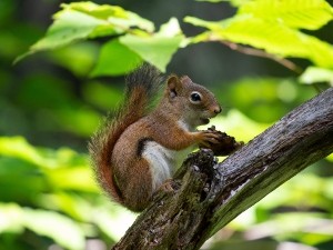 Why do squirrels run away?