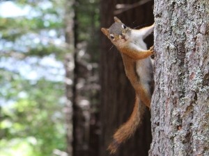 How do squirrels move so fast?