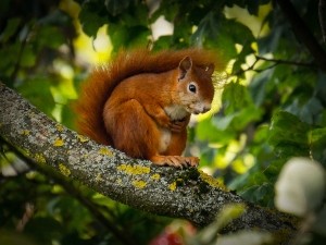 How Do Squirrels Drink? (A Guide + FAQ’s)