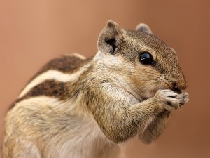 How Do Squirrels Drink Water In The Wild? (A Quick Guide+ FAQ’s)