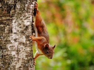 Why do squirrels stop in the middle of the road?
