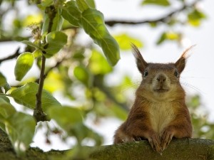 How Do Squirrels Show Affection? (A Quick Guide +FAQ’s)