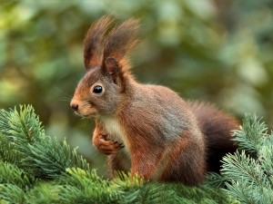 Why Do Squirrels Run In Front Of Cars? (A Quick Guide+FAQ’s)