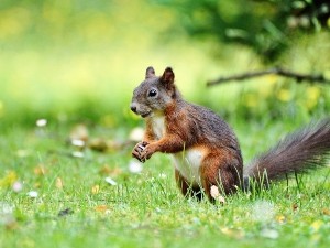 How do squirrels get calcium in the wild?