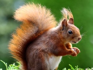 How do squirrels trim their nails?