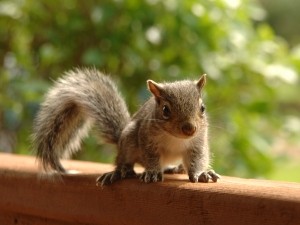 Why do squirrels run across the road?