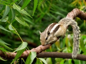Why Do Squirrels Eat Green Pine Cones? (A Guide +FAQ’s)
