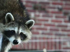 What do urban raccoons eat?