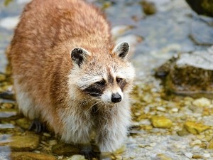 Why Are Raccoons Fat? (Many Reasons Why + FAQ’s)