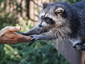 Why are raccoons protected?
