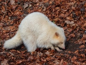 Why Are Raccoons Different Colours? (A Guide + FAQ’s)