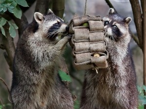 How do raccoons find food?