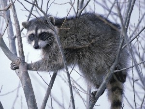 Why are raccoons hunted?